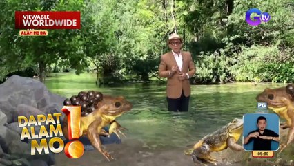 Isang uri ng palaka, may itlog sa likod?! | Dapat Alam Mo!