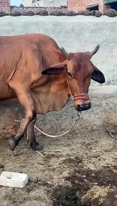 Pak dairy farm