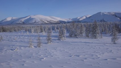 Mumifizierter Wolf: 44.000 Jahre alte, perfekt erhaltene Wolfsleiche im Permafrost entdeckt