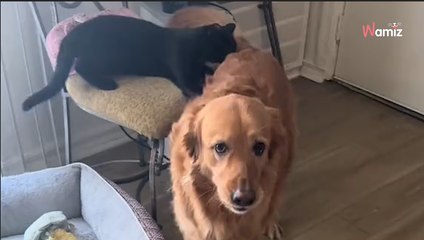 Golden Retriever discovers clever use for the family cat (video)