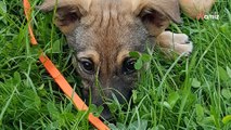 Drunk couple come to animal rescue to adopt a puppy; their plan ends in chaos