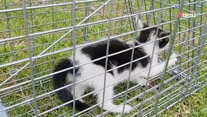 Pendant sa pause, elle trouve un chaton malade : son choix touche plus d’un million de personnes (Vidéo)