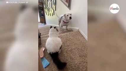 Dog has the most hilarious reaction to crossing paths with cat on the stairs