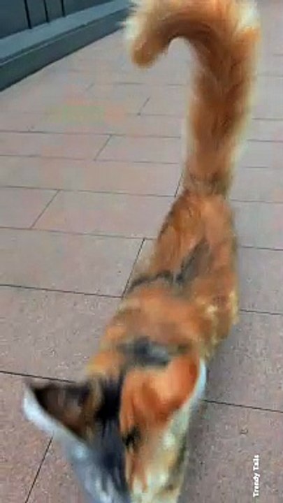 What a colorful Cat
