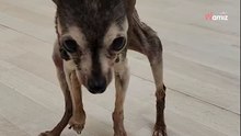 „Auf KEINEN Fall!“: Deutsche Tierärztin warnt Hundehalter vor verheerenden Nebenwirkungen