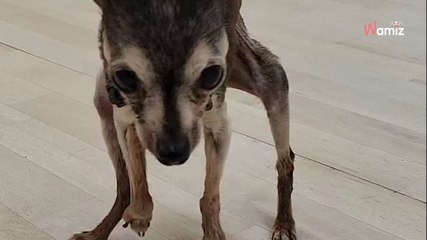 „Auf KEINEN Fall!“: Deutsche Tierärztin warnt Hundehalter vor verheerenden Nebenwirkungen