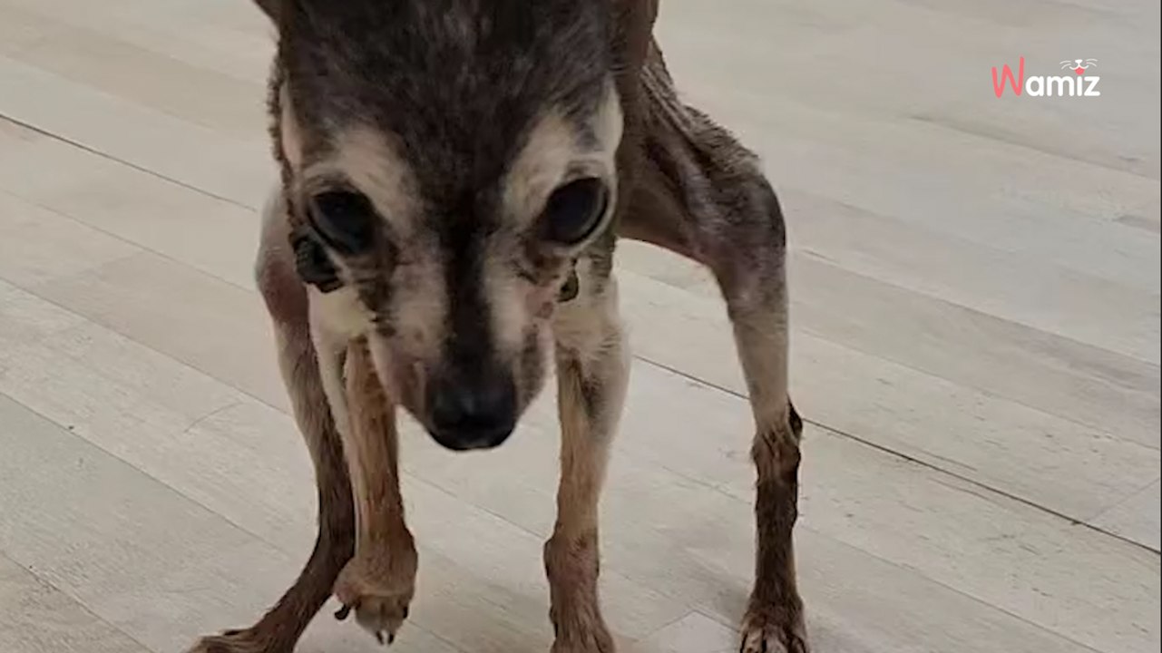 „Auf KEINEN Fall!“: Deutsche Tierärztin warnt Hundehalter vor verheerenden Nebenwirkungen