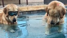 Golden Retriever sehen einen Tennisball im Pool: TikTok dreht durch!