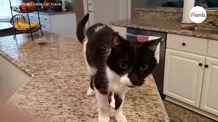 Mann hört eine Katze miauen und fällt direkt vom Hocker! (Video)