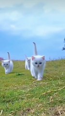 Cats+in+motion#foryou+#cat+#viralvideo+#catlover+#youtubeshorts+#cute+#cutecat+#catwalk+#beautiful