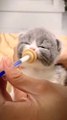 Cute+hungry+cats❤️+#hungrycats+#cutecat+#subscribe