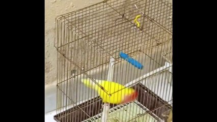 Dancing Bird I Tech Bro