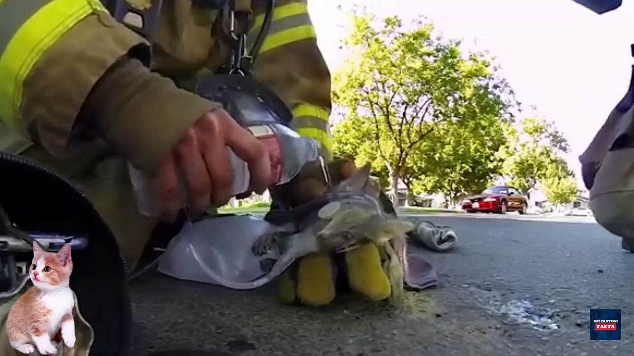 Animals That Asked People for Help & Kindness