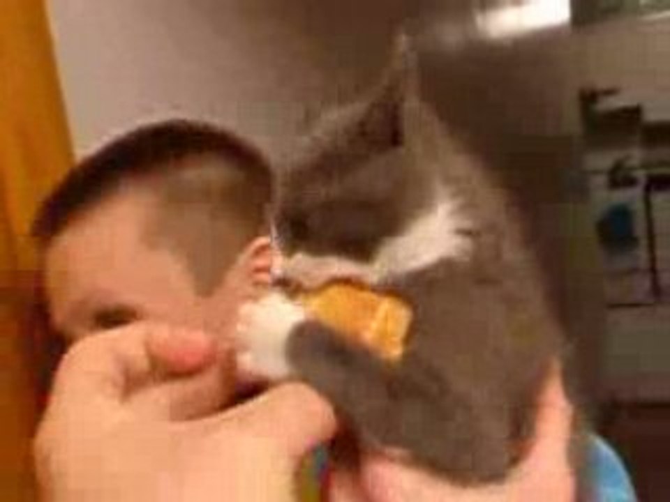Chaton-crouton