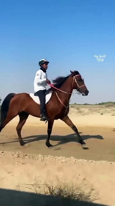 Horse lovers