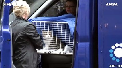 Londra, il gatto Larry si prepara ad accogliere il suo sesto premier