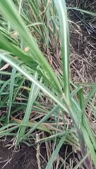 Sugarcane farming in india