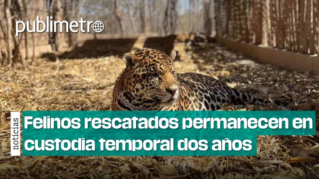 Black Jaguar-White Tiger: A dos años del rescate felinos permanecen en custodia temporal