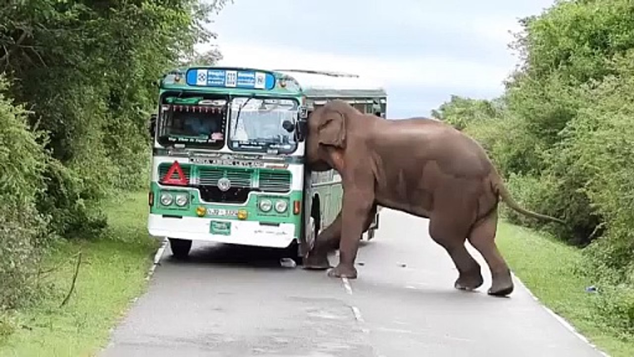 Elephant  BBC Report