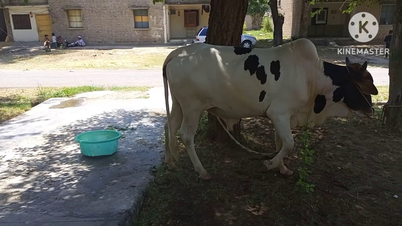 Eid e qurban with sarim funland