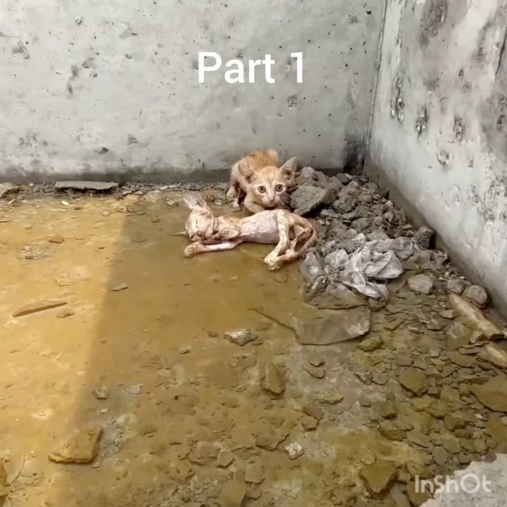 Heart touching video