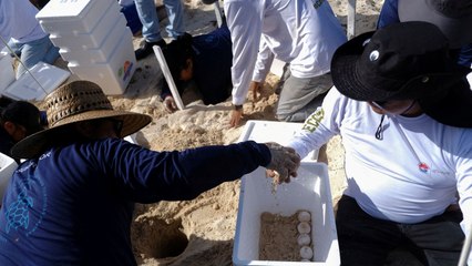 Operación para preservar huevos de tortuga de 'Beryl'