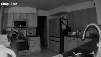 Cachorro acende fogão no meio da noite e causa incêndio em casa