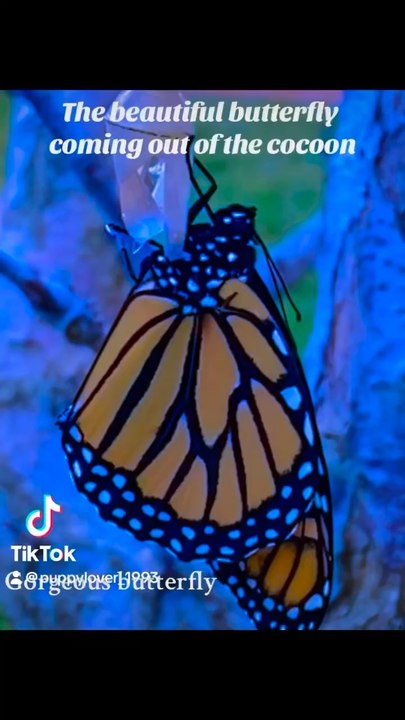 Gorgeous butterfly
