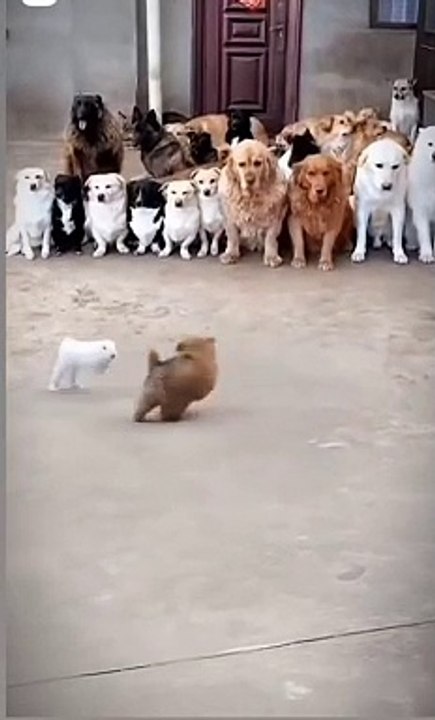 Rabbit Vs dog