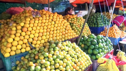 36 CITRICOS  PRECIOS ALTOS   T.1.26