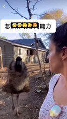 Try Not To Laugh  1 #funny #viral #memes ##shorts