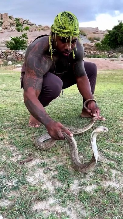 Dangerous snake is back cobra