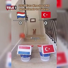 Avusturya maçını bilmişti! Kahin köpekten Türkiye-Hollanda tahmini