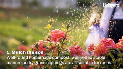 Tips For Growing Beautiful And Healthy Roses