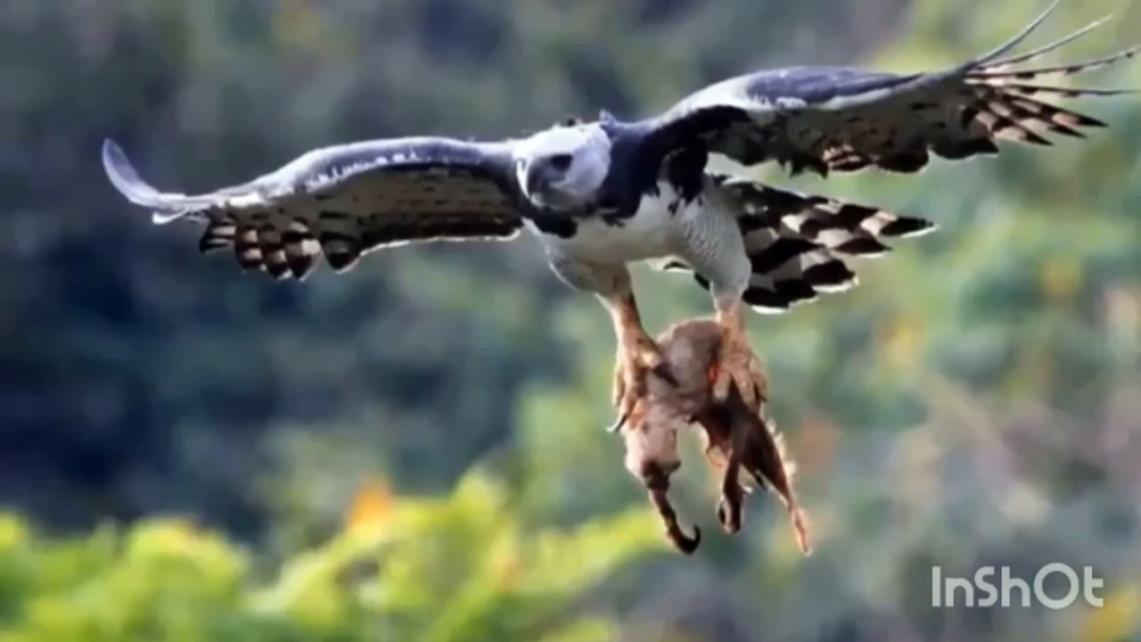 The Eagle fights