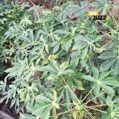 ដំណាំ​ប្រមាណ​ជា​ជាង​១ពាន់​ហិ​កតា នៅ​ខេត្តស្ទឹងត្រែង ត្រូវ​បំផ្លា--ញ​ដោយ​សត្វ​ដង្កូវ​ហ្វូង