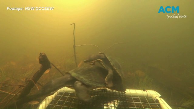 World's first footage of wild Manning River turtles mating. Footage from NSW DCCEEW