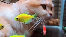 Cat with fish