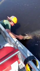 Dude uses an alligator as a can opener