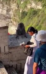 Monkeys in Bali have learned that they can steal people's phones and negotiate their return for food