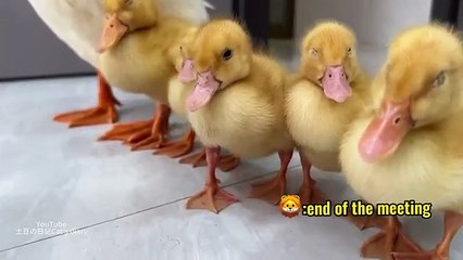 Cute duck baby lovely duck baby