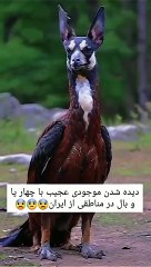 Everything About Animals ✨--✨_ profile picture - 771223671891794(360p)