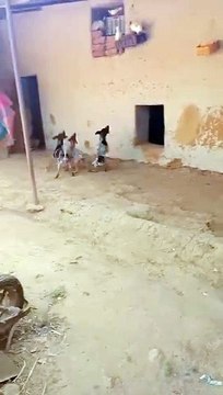 كلاب الصيد