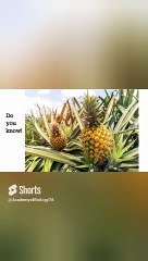 origin of word pineapple | fact about pineapple