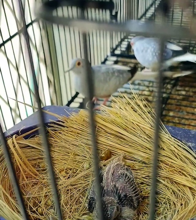 CHINA DOVE CHICK