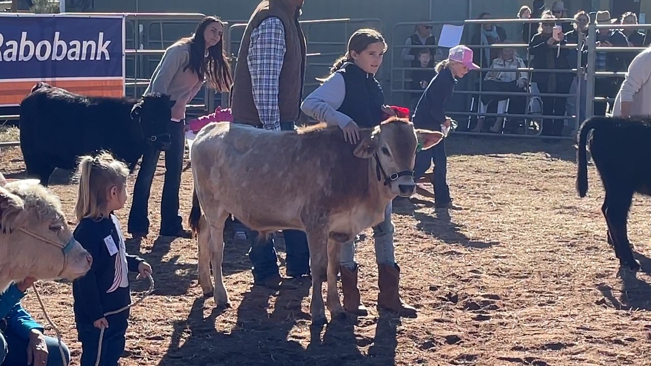 Kids and poddy calves at Alice Springs Show | Stock Journal