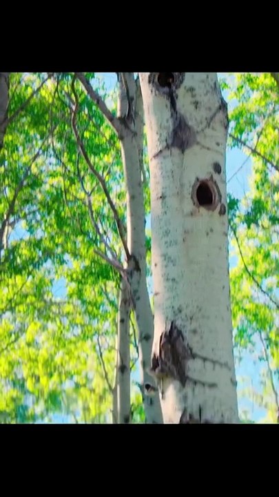 World Of Animals - Amazing ducklings(HD)