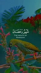 tha Hollyquran bird beautyfull vedio