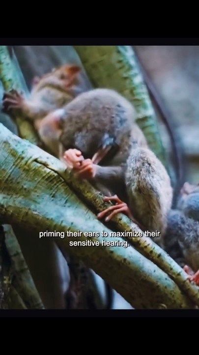 Documentary_Nature  - This is tarsier _documentary_nature _insects_of_our_world _amazinganimalsworld _animalworld _documentary _animals _tarsiers(HD)