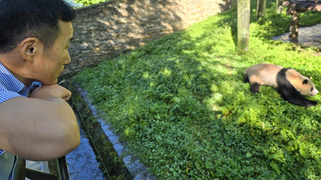 '약속 지킨 할부지'...푸바오, 3개월 만에 강철원 사육사 만났다 / YTN